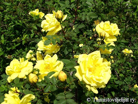 Rosa Harisonii-ryhmä 'Aurora'